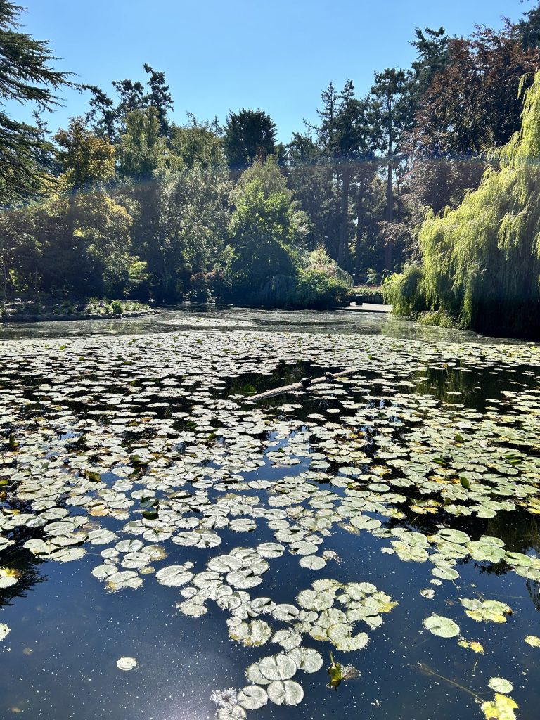 Goodacre Lake Covered in Lily Pads, Draped by Weeping Willows.