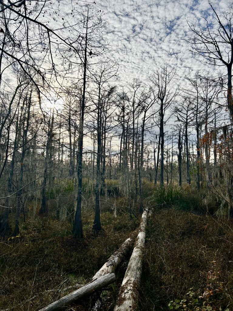 Eerie Beauty, Sam Houston Jones State Park, Riverwalk Trail, Lake Charles, LA.