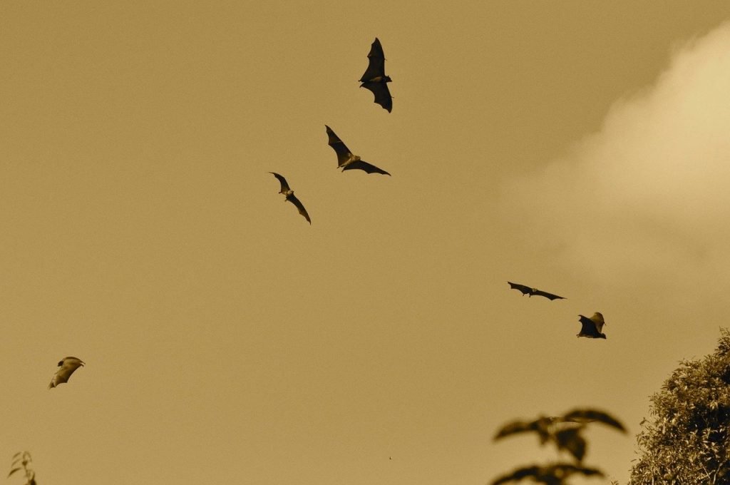 bats, flying, nature-164210.jpg