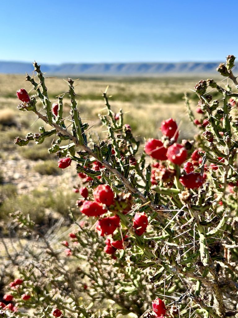 The desert Christmas cactus, desert Christmas cholla, pencil cactus, or tasajillo, is a species of cholla cactus.