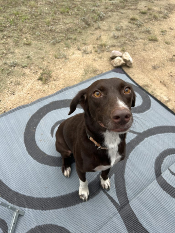 This good little dog found us at our campsite, and just needed a little help finding a new home!