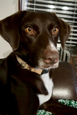 She was rescued and adopted!