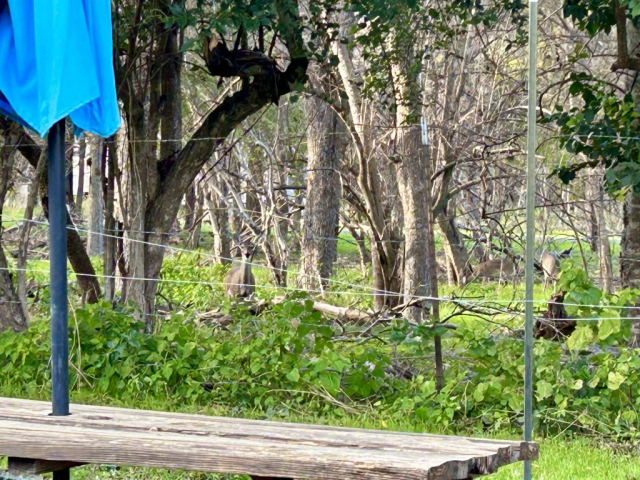 Some of the "local wildlife" out back of the Wine shop in the Gruene Historic District
