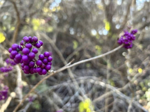 American Beautyberries are the only color along the Guadalupe River South Trail, Canyon Lake, Texas.
