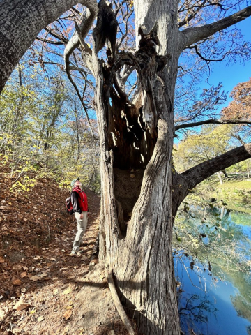 Curtis checks out a tree sculpture along the river's edge, Guadalupe River South Trail, Canyon Lake, Texas.
