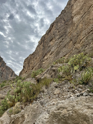 Soft clouds float above rocky canyon walls and prickly pear cacti, Santa Elena Canyon, Big Bend National Park, TX