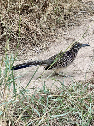 A Greater Roadrunner in our "road", Santa Elena Canyon, Big Bend National Park, TX