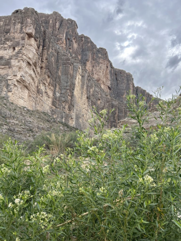 Vegetation tempers the harsh rock walls, Santa Elena Canyon, Big Bend National Park, TX