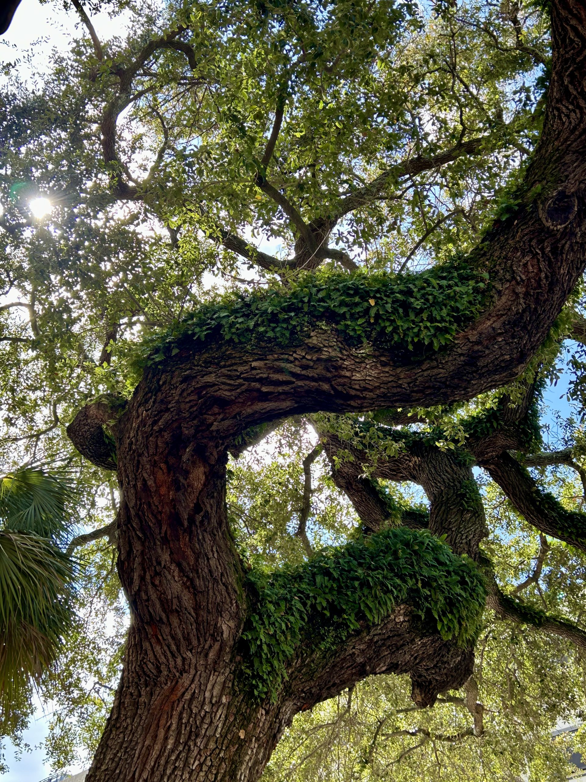Live Oak
